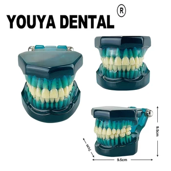 1:1 שיניים מלמד דגם שן מודל רופא השיניים תלמיד הפגנה מודול אימון אימון לומדת רפואת שיניים כלים